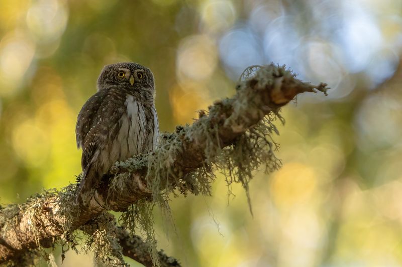 Врабчова кукумявка Врабчова кукумявка/ Glaucidium passerinum фото превью