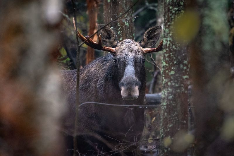 Дождливым днём... фото превью