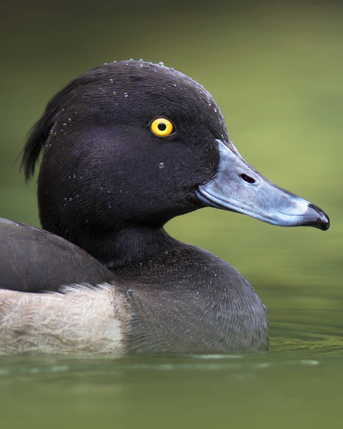 , Поляков Михаил