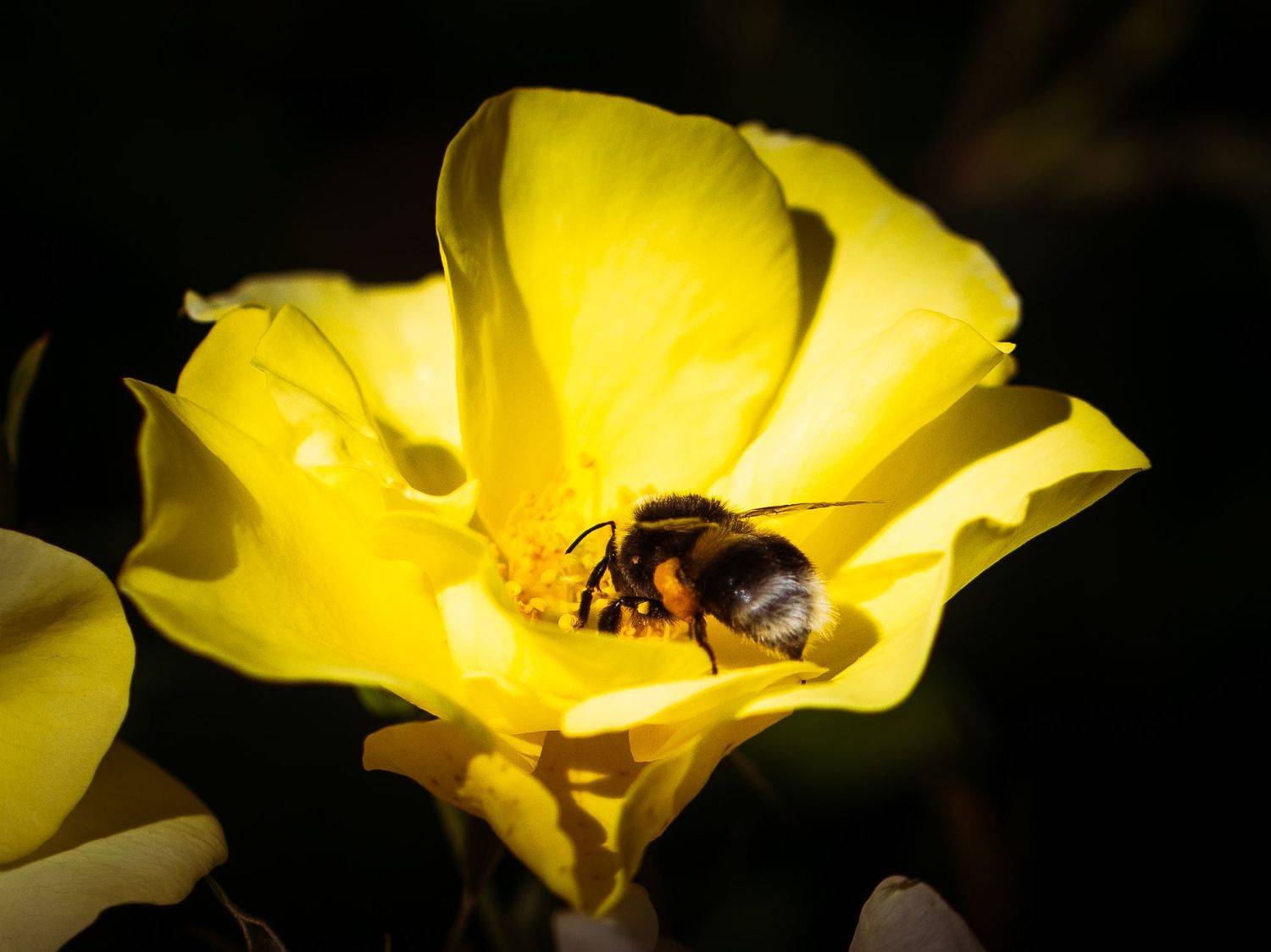 , Бравичева Анастасия