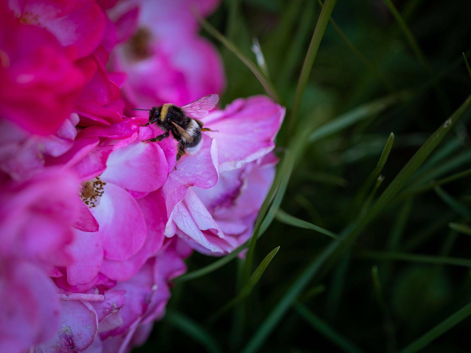, Бравичева Анастасия