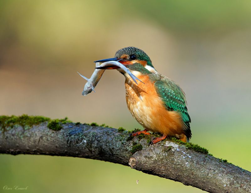 зимородок добыча Большому куску ... фото превью