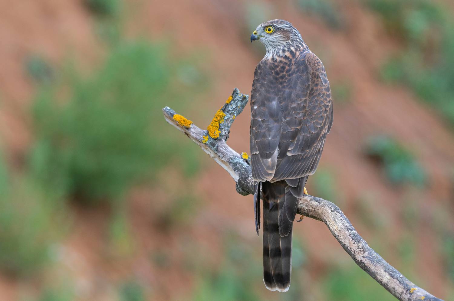 птицы, ястреб, перепелятник, фотоохота, природа, весна, лето, хищник, Сигушин Руслан
