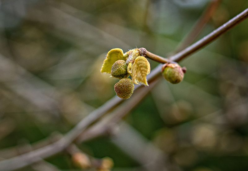 весны гонцы фото превью