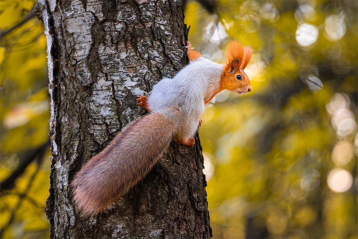 , Чудинин Дмитрий