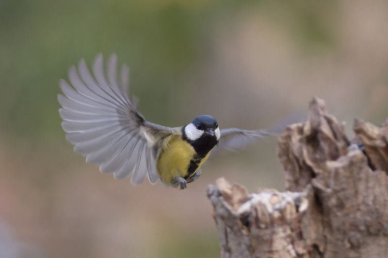 Большая синица фото превью