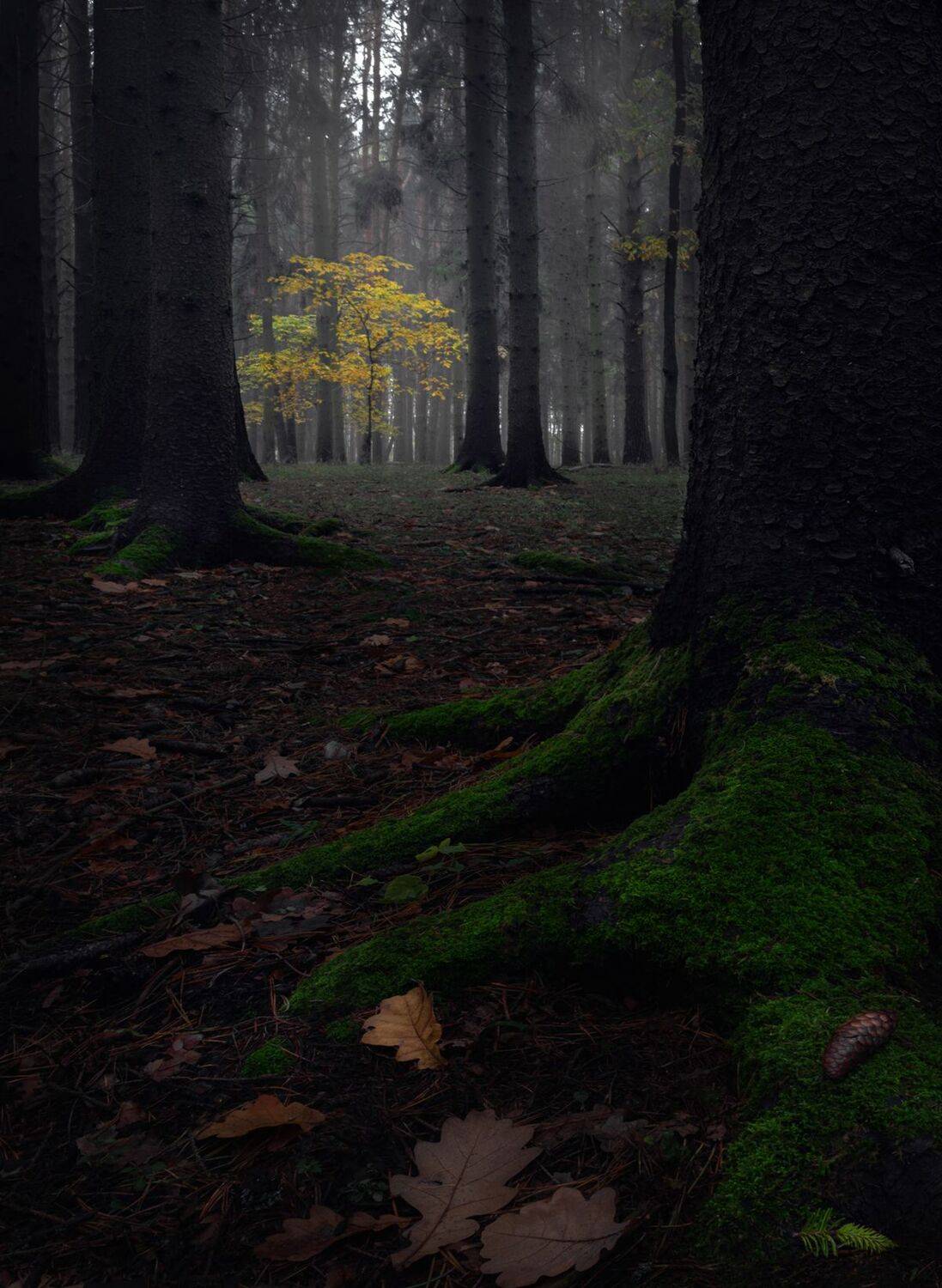 лес, свет, утро, природа, Баранов Олег