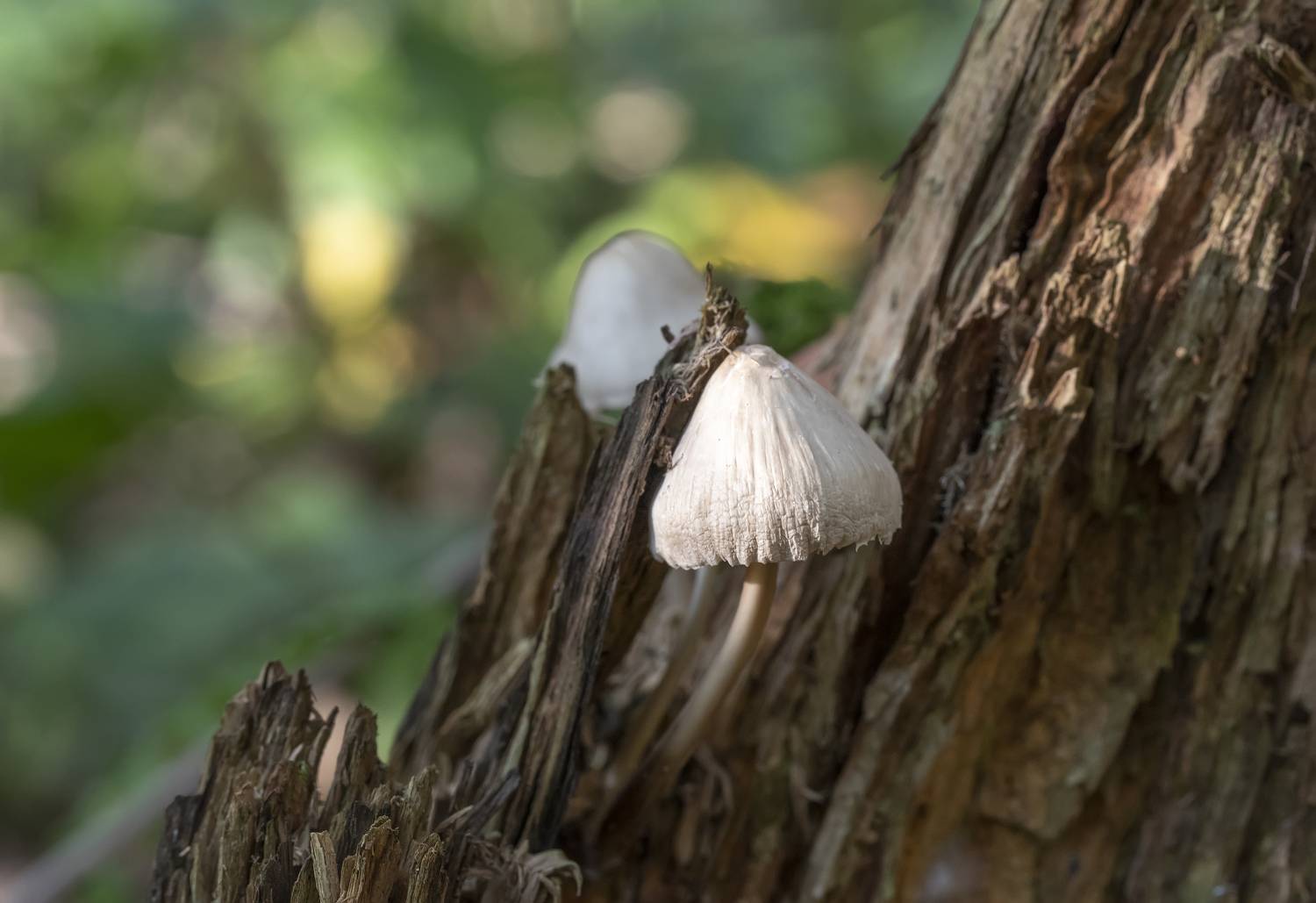 гриб, пень, лес, Татьяна Феденкова