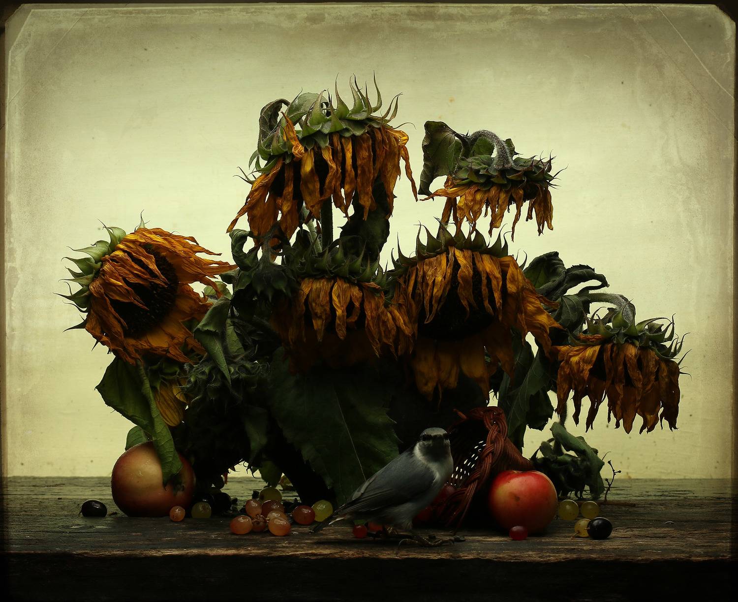 nuthatch, Хромушин Олег