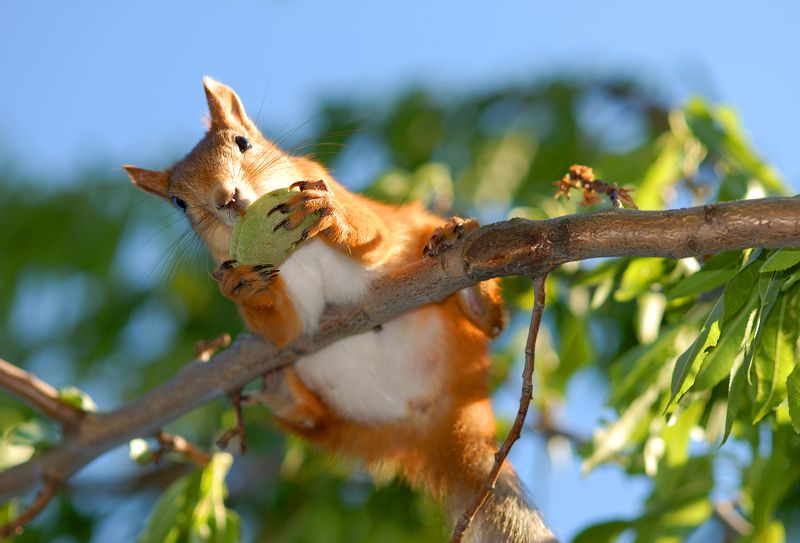 Я орешек вам не дам :))) фото превью
