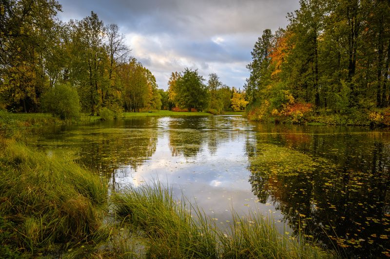 павловский парк Розовопавильонные пруды в Павловском парке. фото превью