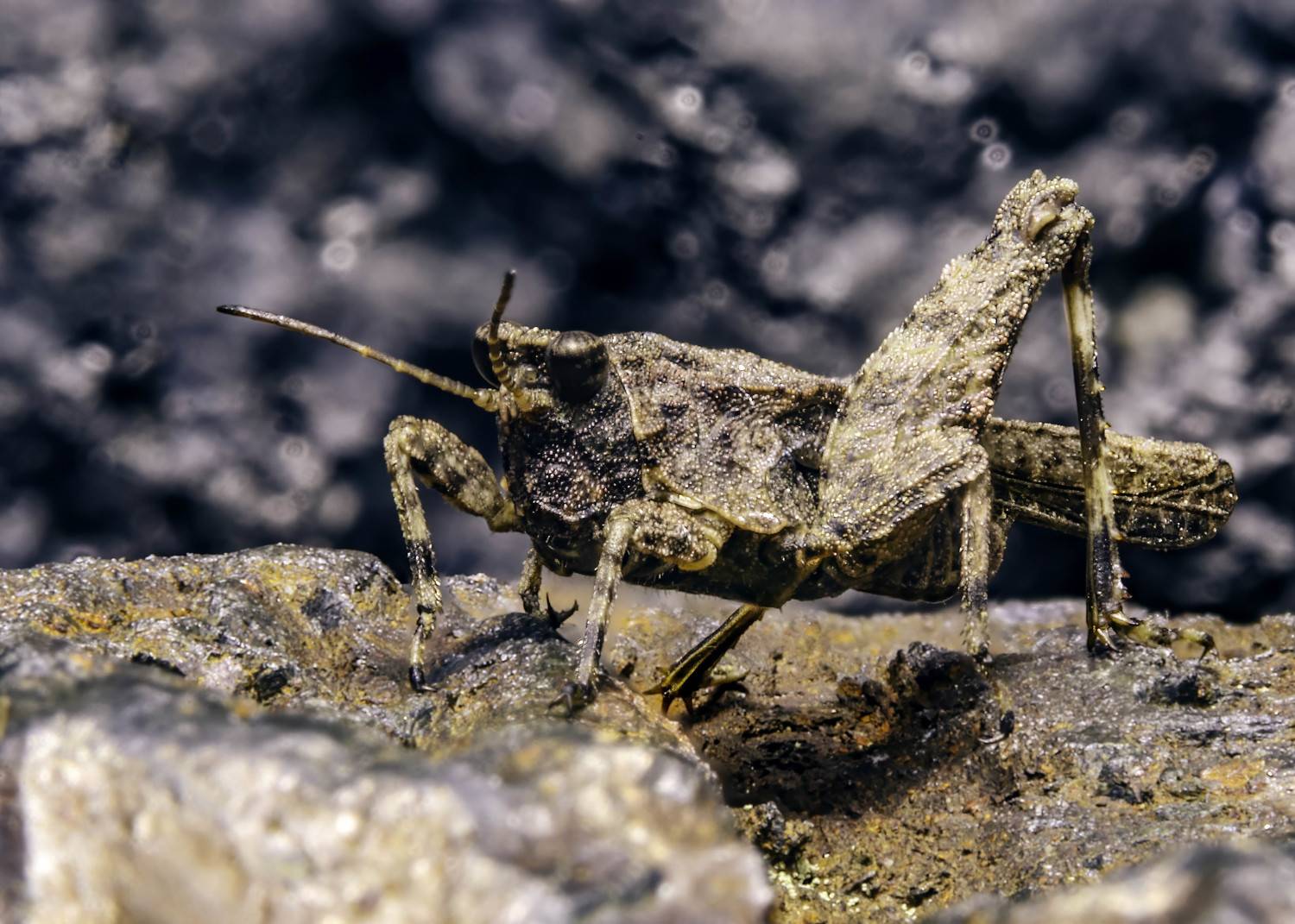 cricket, insect, macroinsect, insectphoto, insectmacro, enthomology, nature, insectlovers, Stephane