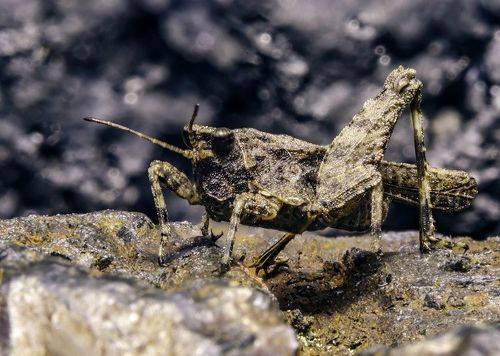 mini cricket