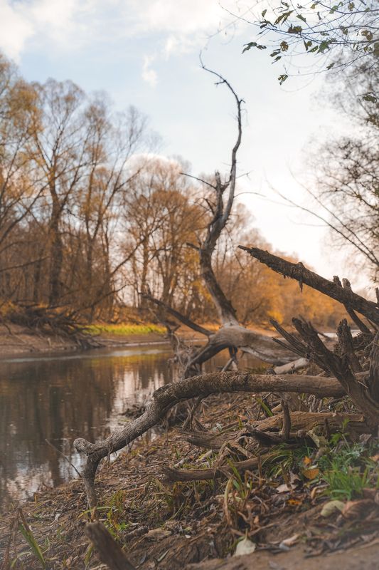Деревья фото превью