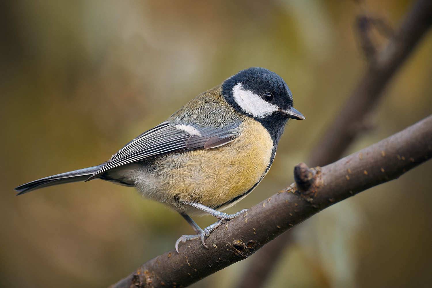 синица, Mikhail Khmelevskiy