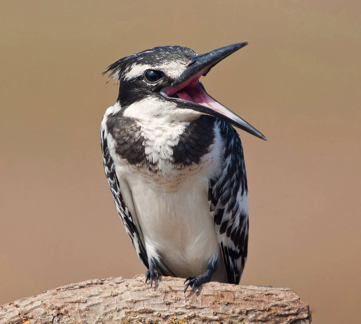 малый пегий зимородок, pied kingfisher, kingfisher, зимородок, израиль, Etkind Elizabeth
