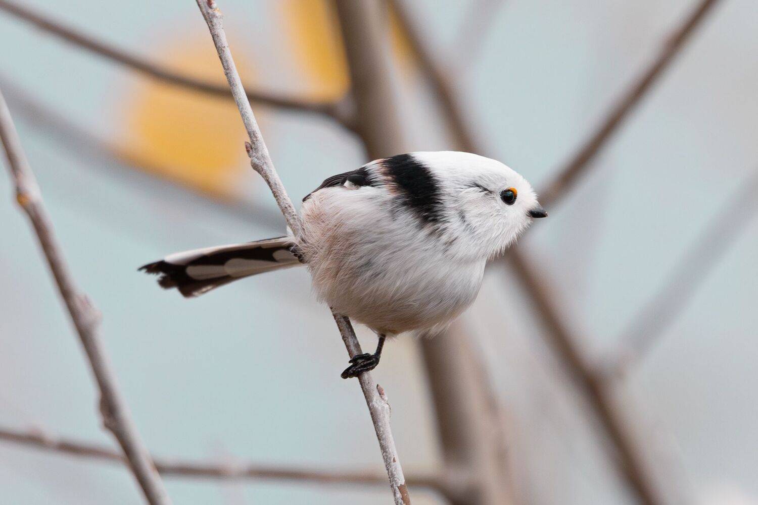 , Гильманов Артур
