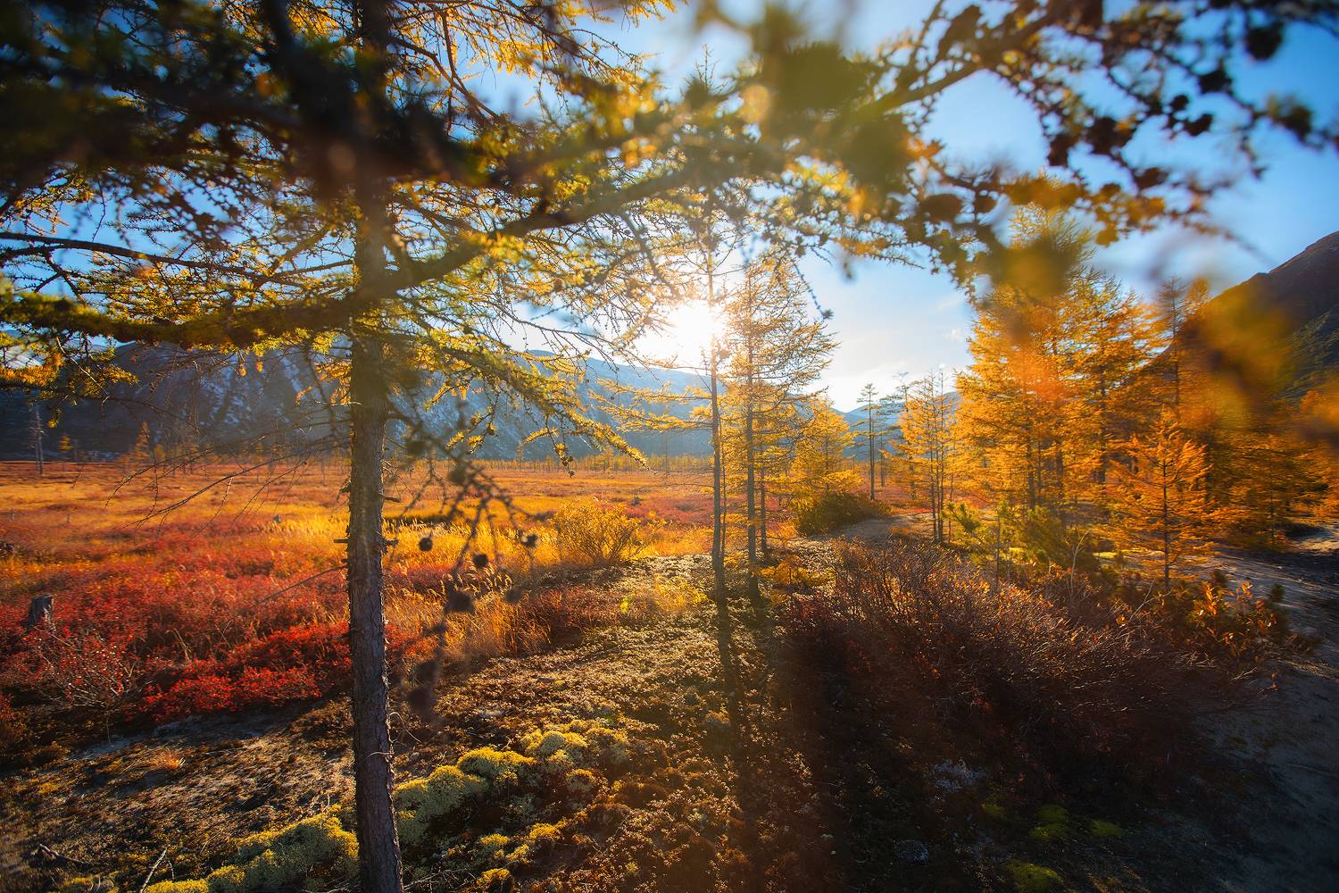 Колыма, осень, тайга, лиственницы, жёлтое, деревья, Кочкин Владимир