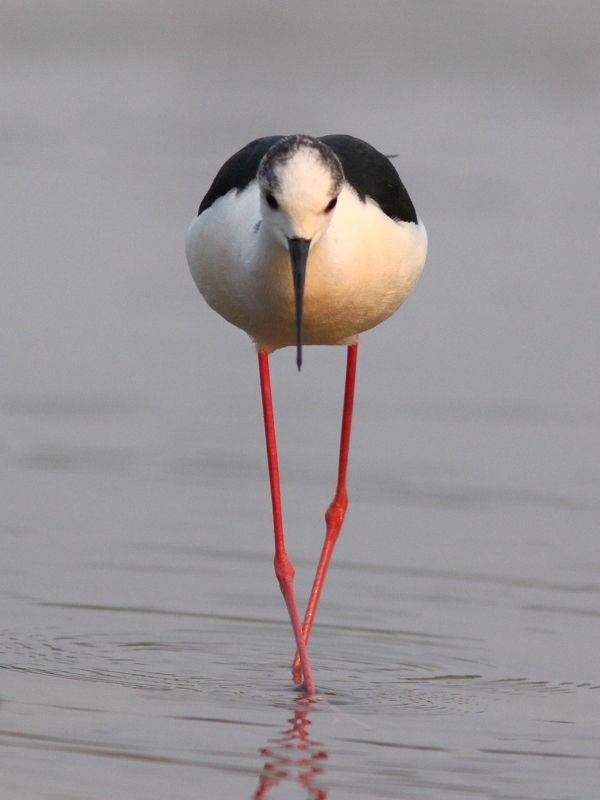 животные, природа, дикая природа, птицы, ходулочник Красное, черное и белое фото превью