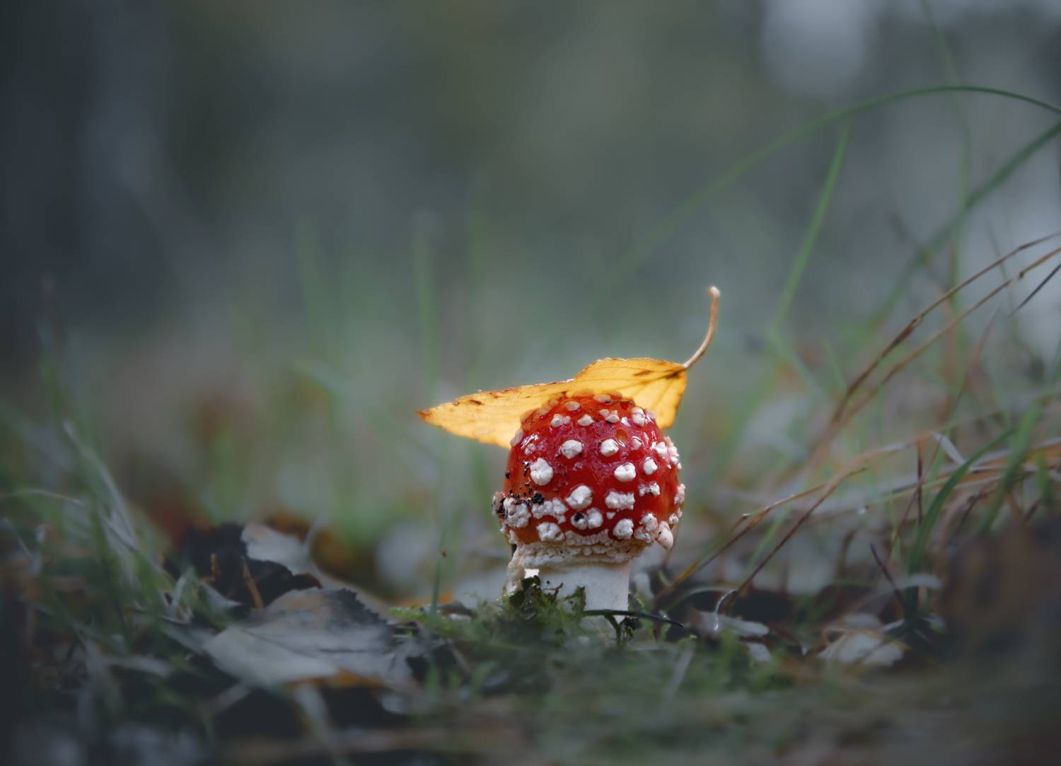 , Руслан Авдевич