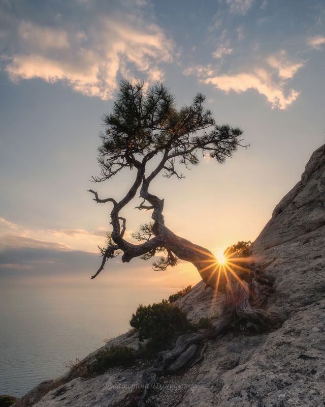 Сосна на Пике Космос фото превью