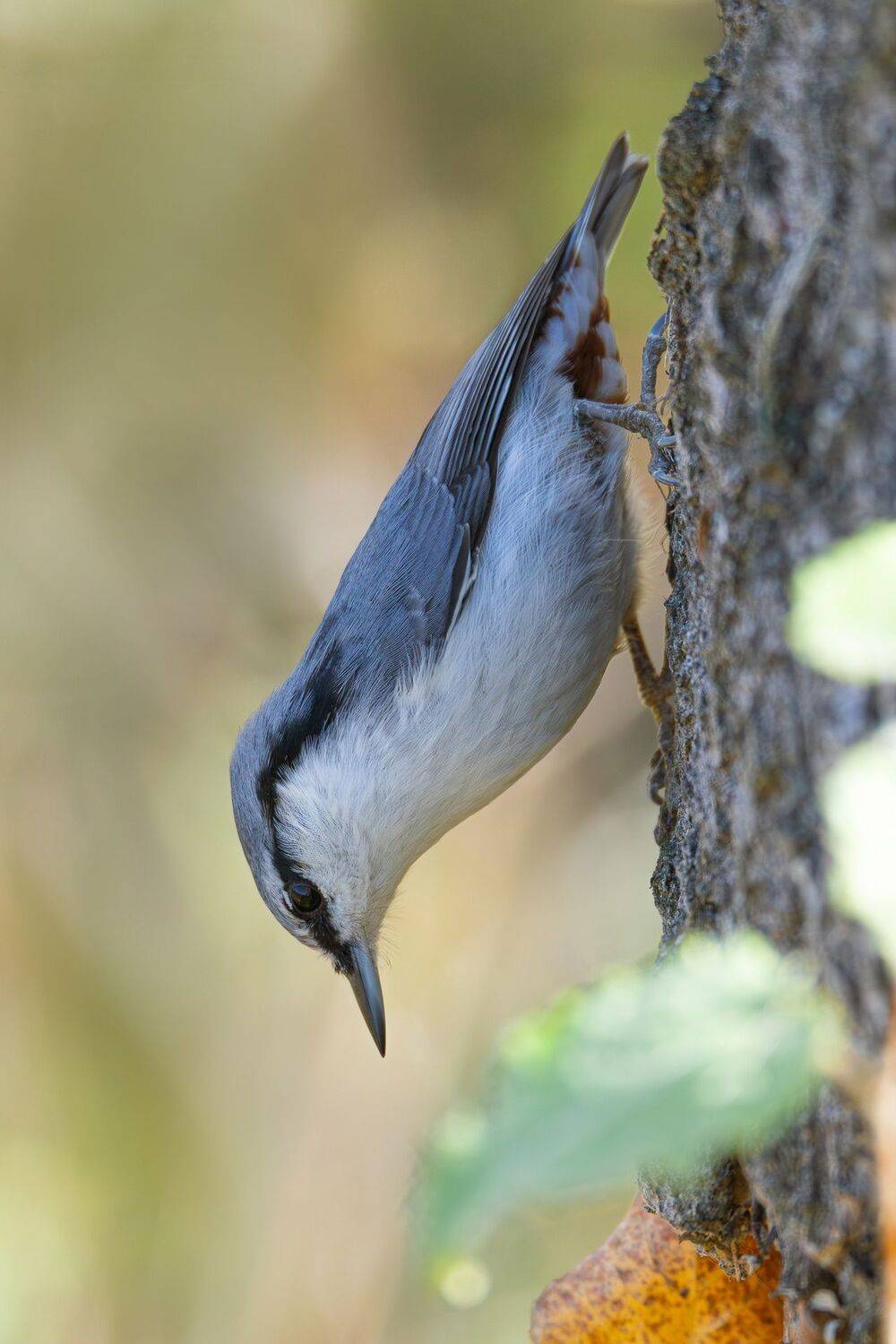 , Гильманов Артур