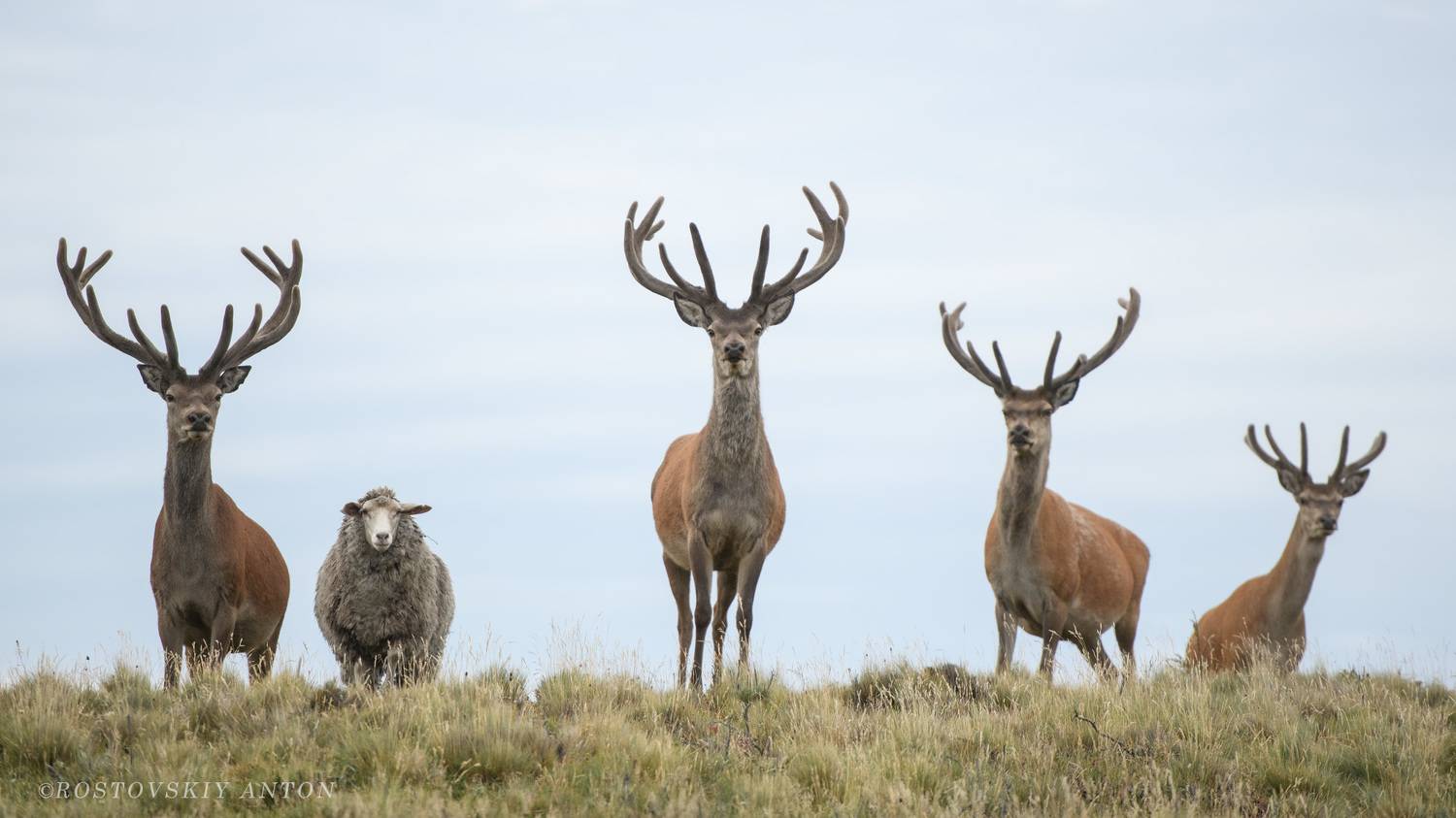 олени, животные, , Антон Ростовский
