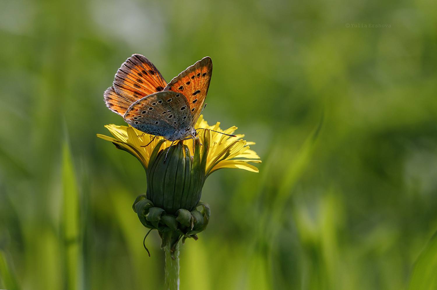 червонец пятнистый, бабочка, макро, macro, Ершова Юлия