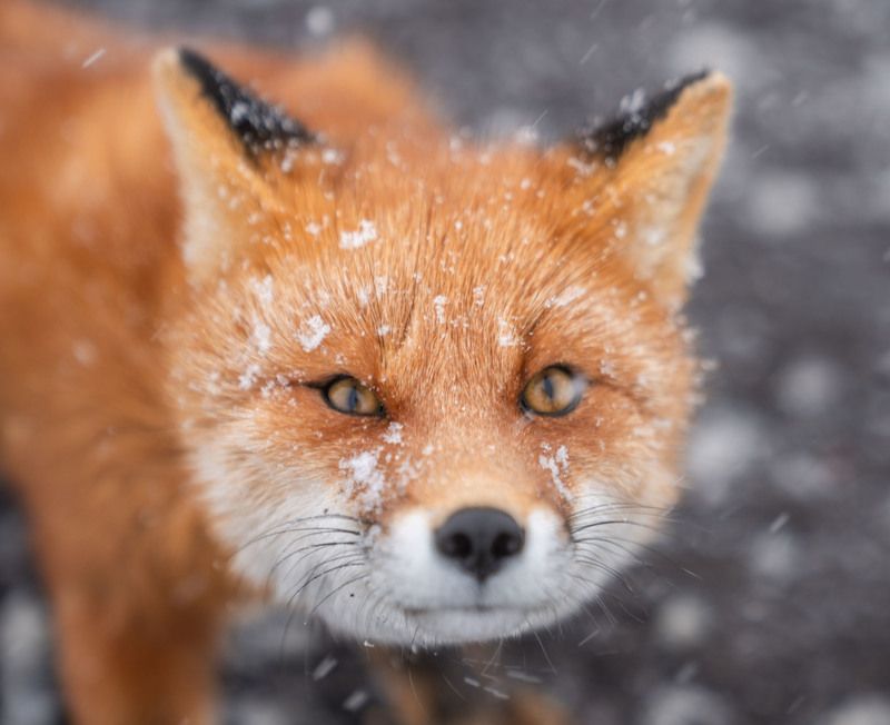 Друг фото превью