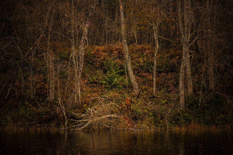 Тайны леса фото превью