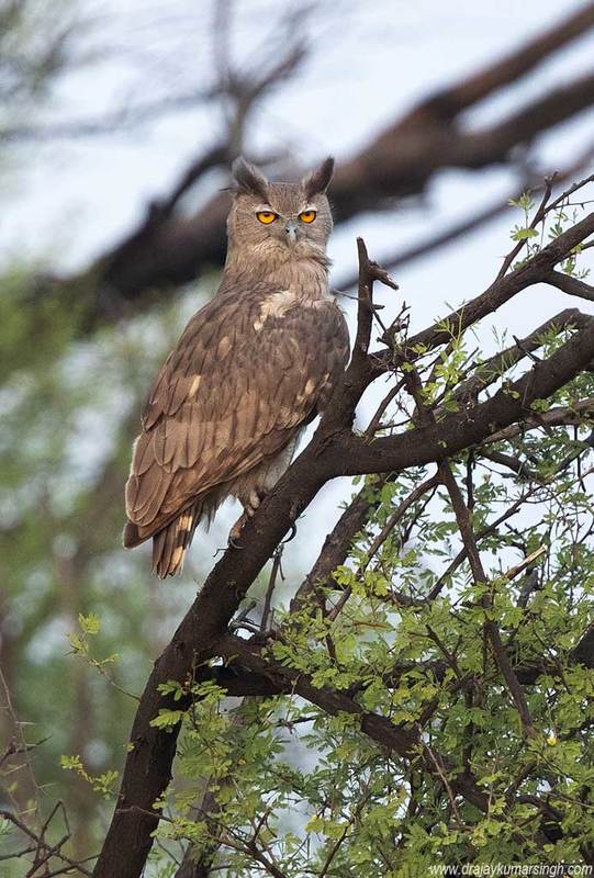 Dusky eagle owl Dusky eagle owl фото превью