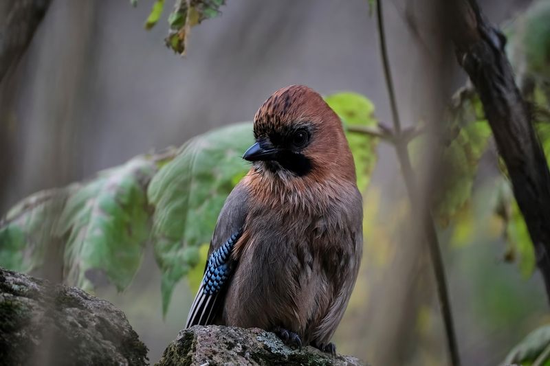 сойка, птицы, красноярские столбы Сойка фото превью