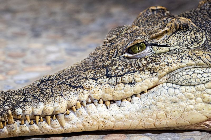 животные, крокодил, филин, лягушки, змея  фото превью