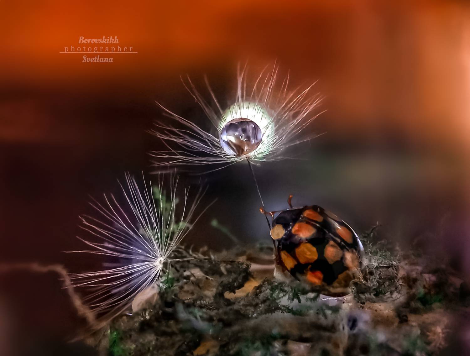 миниатюра, насекомые, божья коровка, закат, пушинка, капли, Светлана Боровских