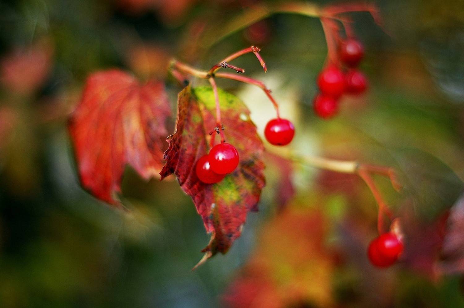 , Николаев Владимир