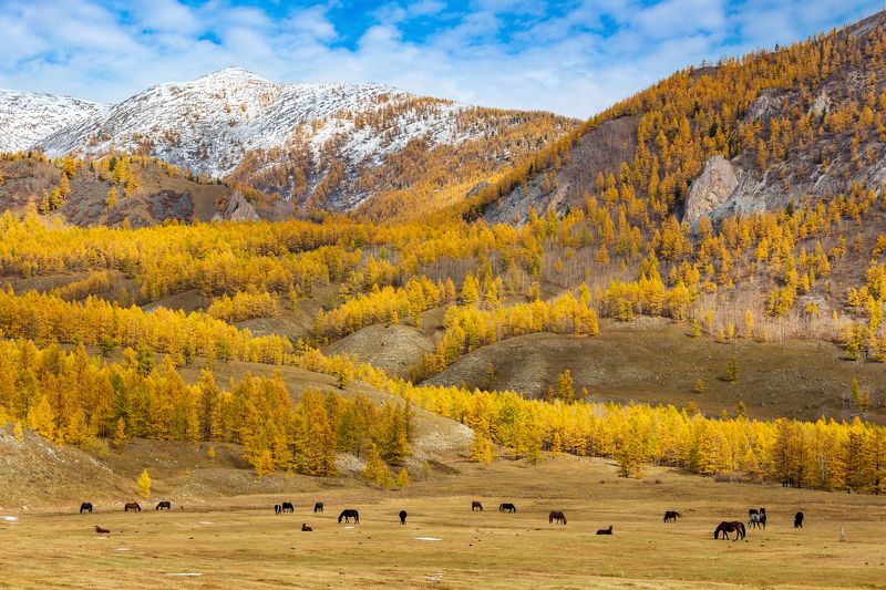 Золото Саянских гор. фото превью