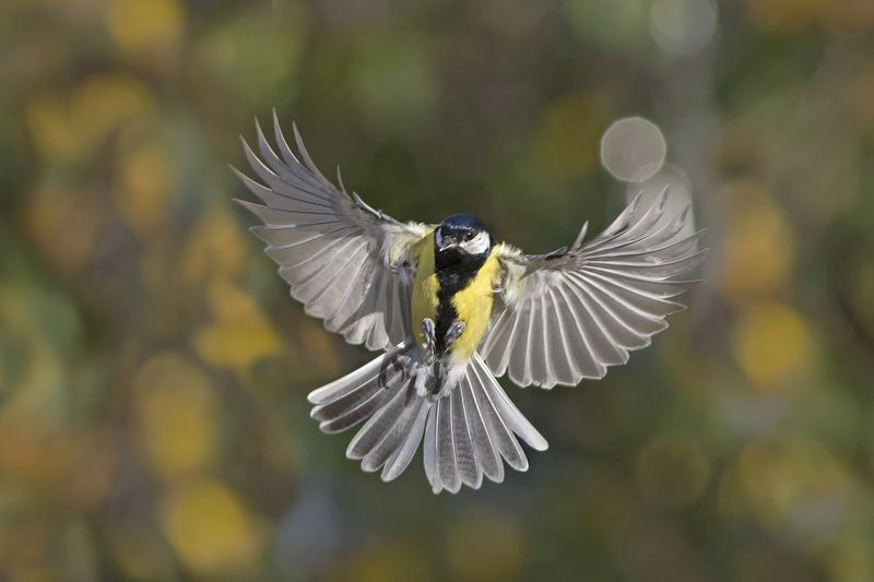 Большая синица фото превью