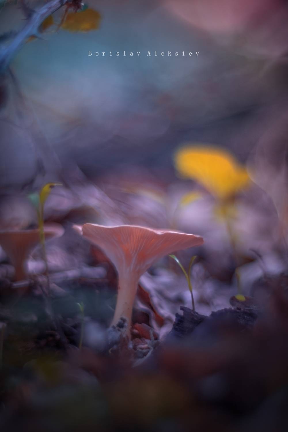 mushroom,pink,blue,orange,light,bokeh,nature,, Борислав Алексиев