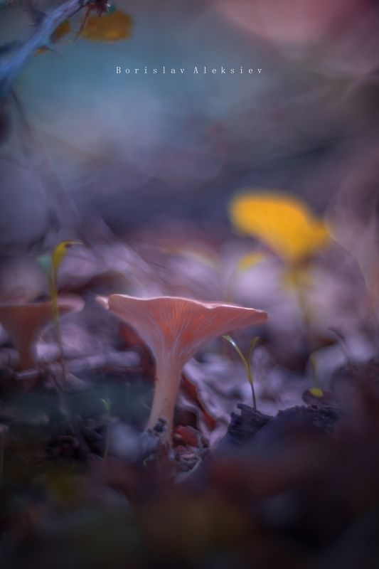 Mushroom фото превью