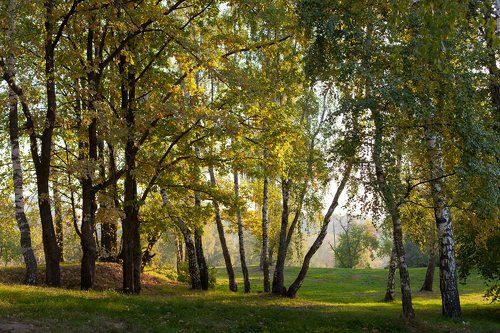 Утро в парке.