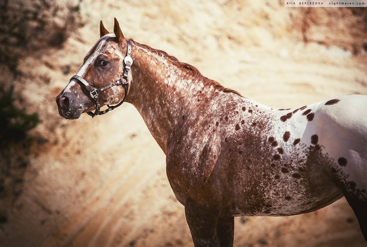 Appaloosa, Horse, Sand, Spots, Аппалуза, Лошадь, Песок, Пятна, Alla