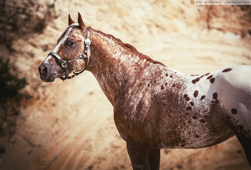 Appaloosa, Horse, Sand, Spots, Аппалуза, Лошадь, Песок, Пятна UT Spurs For Olena фото превью