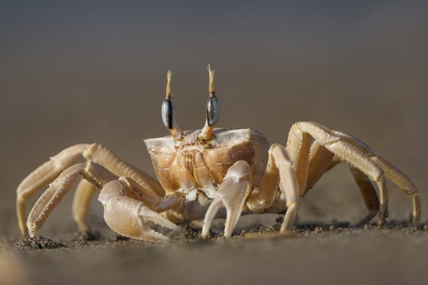 краб, турция, Александр Смолкин