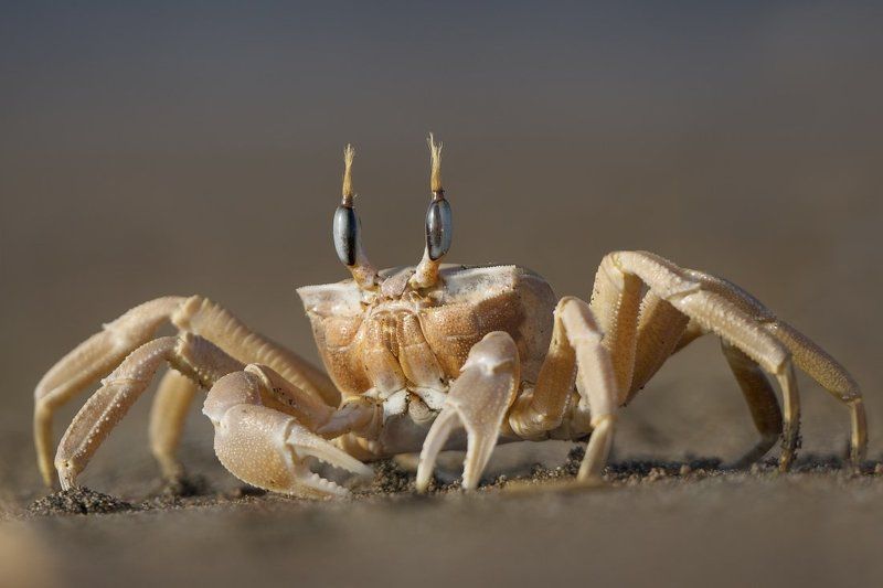 краб, турция Голубоглазый фото превью