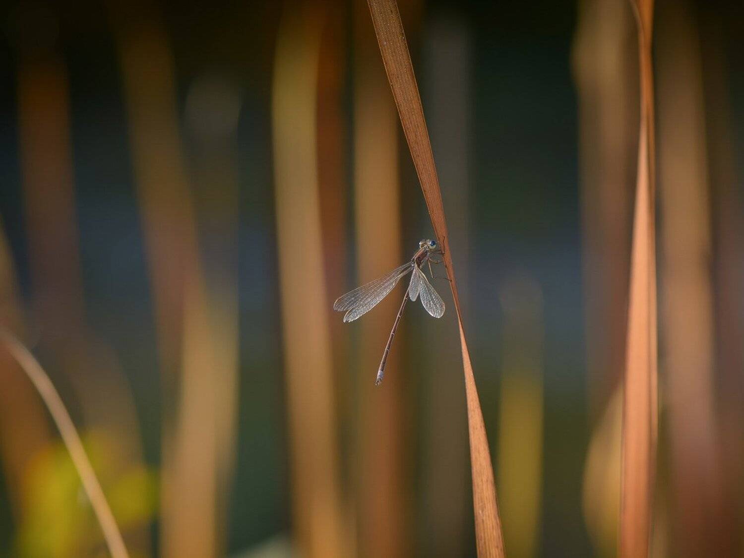 , Кузнецов Дмитрий