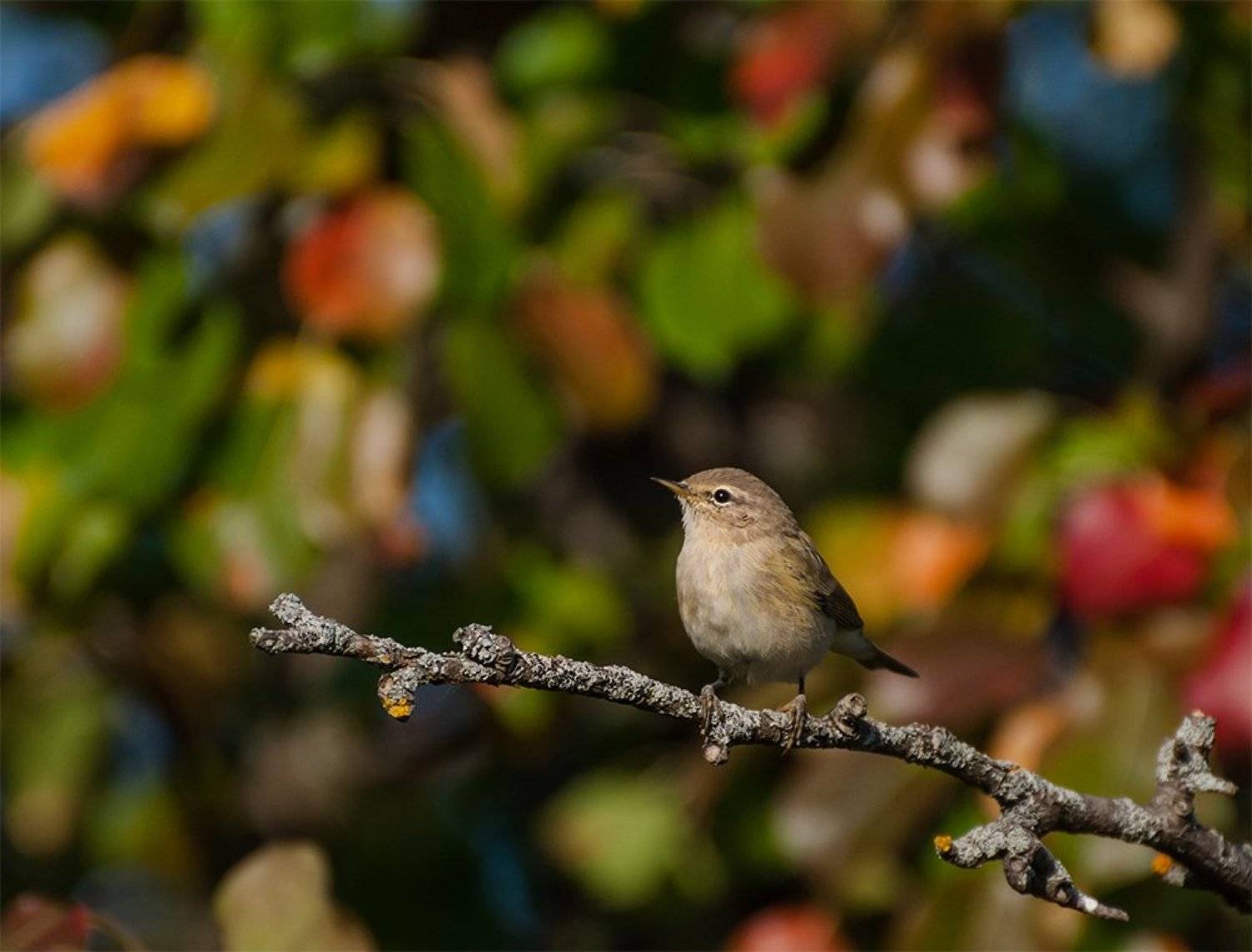 , Анатолий Зверев