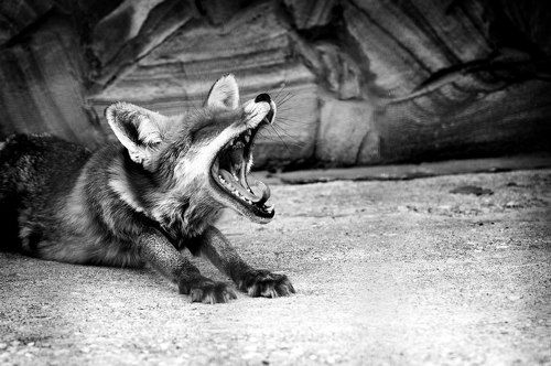 Fox
