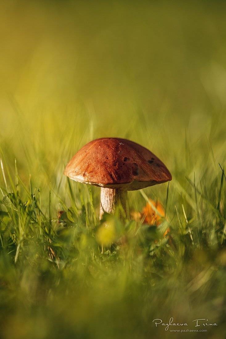 , Ирина Пажаева