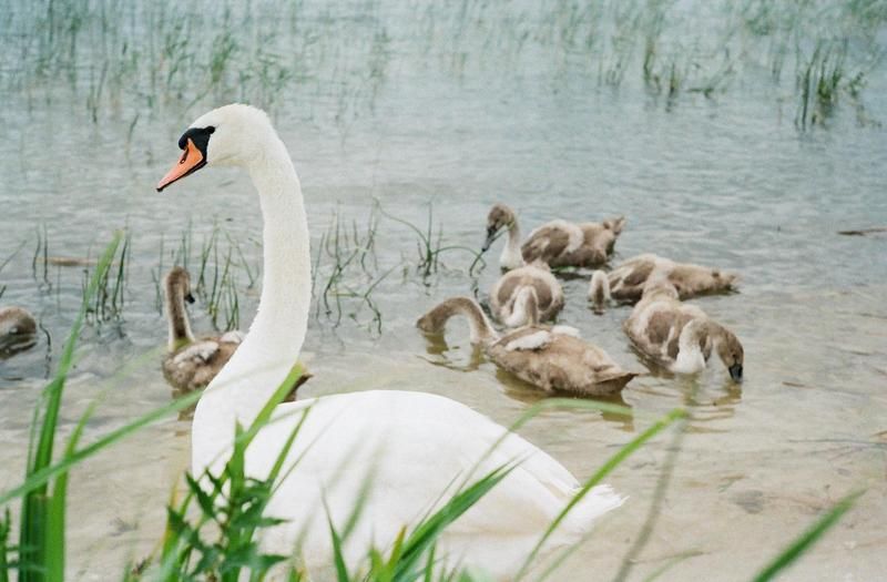 Дикие лебеди о. Свитязь фото превью