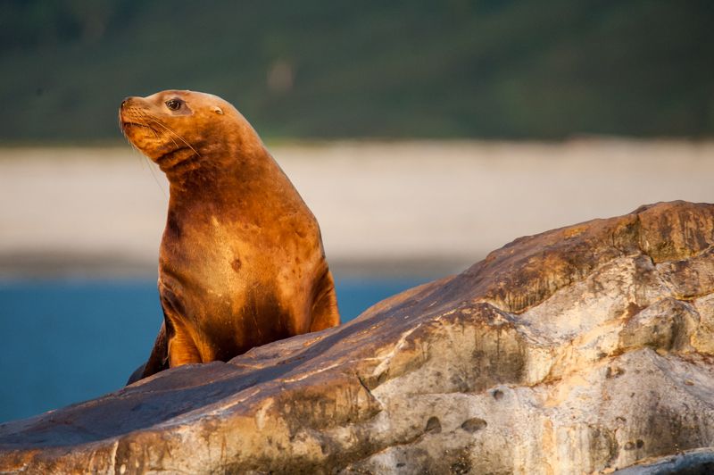 сивуч, камчатка, тихий океан, дикая природа Сивуч в рассветных лучах фото превью